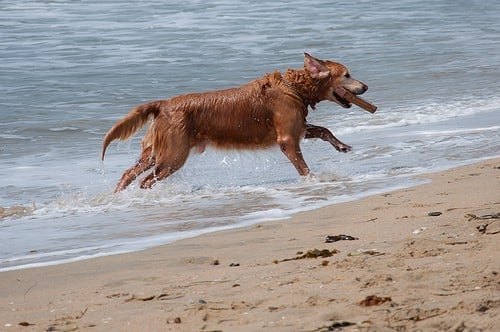 Best Beaches for Dogs in the UK