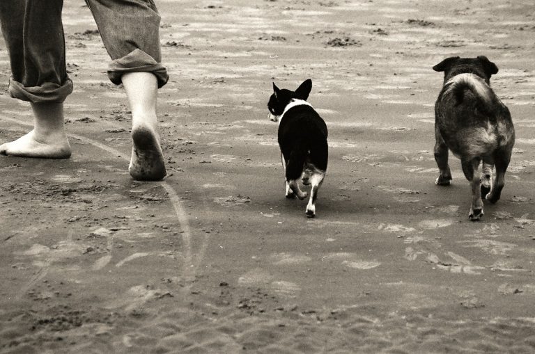 Dog Friendly beaches