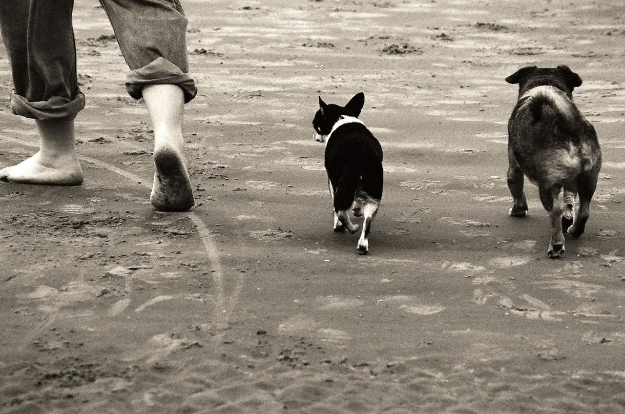 UK Dog Friendly beaches - UK Beaches Guide