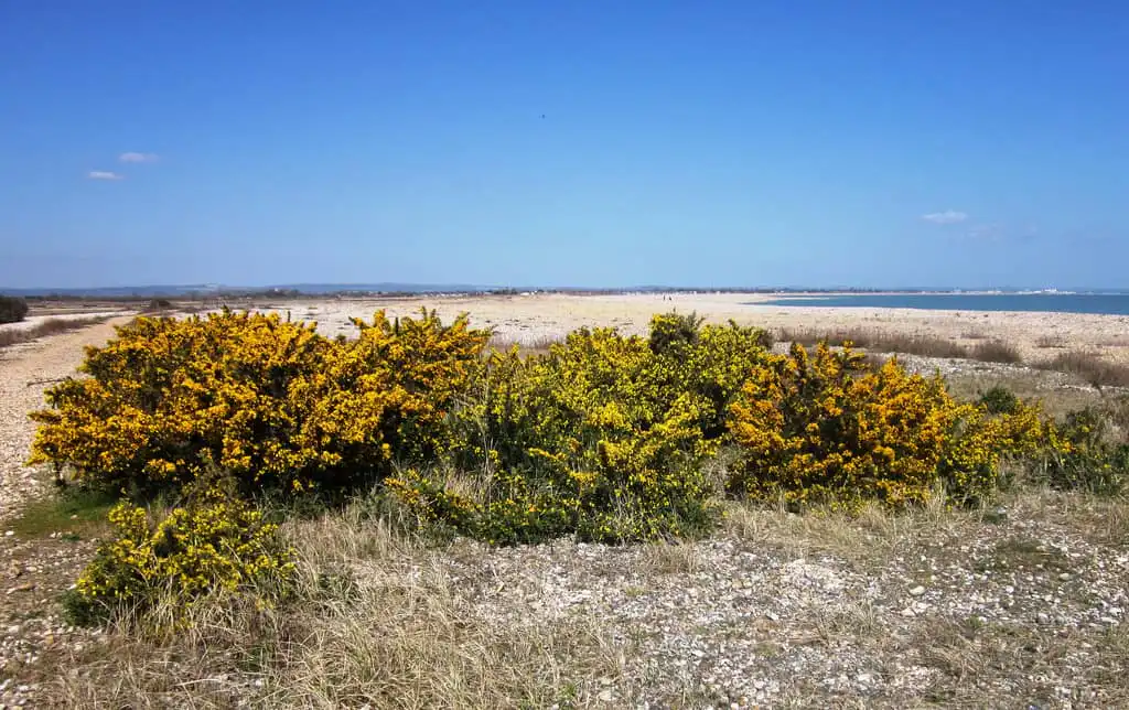 pagham harbour selsey photo