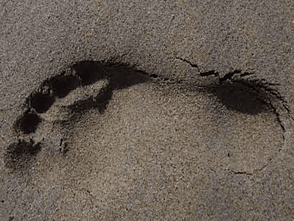 Beach footprint - UK Beaches Guide