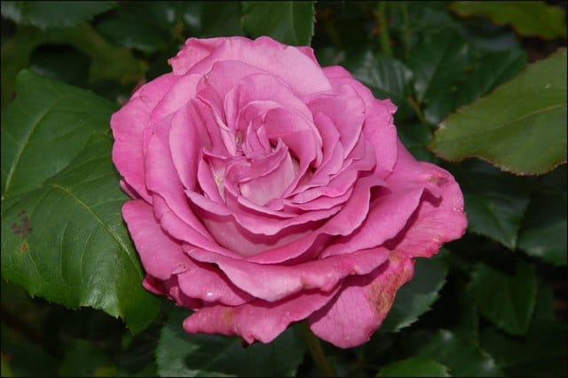 International-rose-garden
