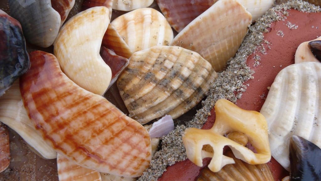 shells photo