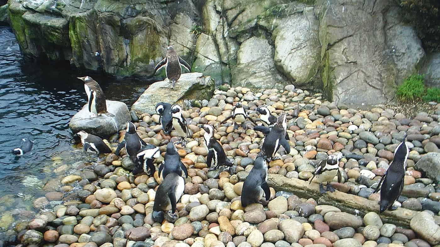Penguin Bristol Zoo