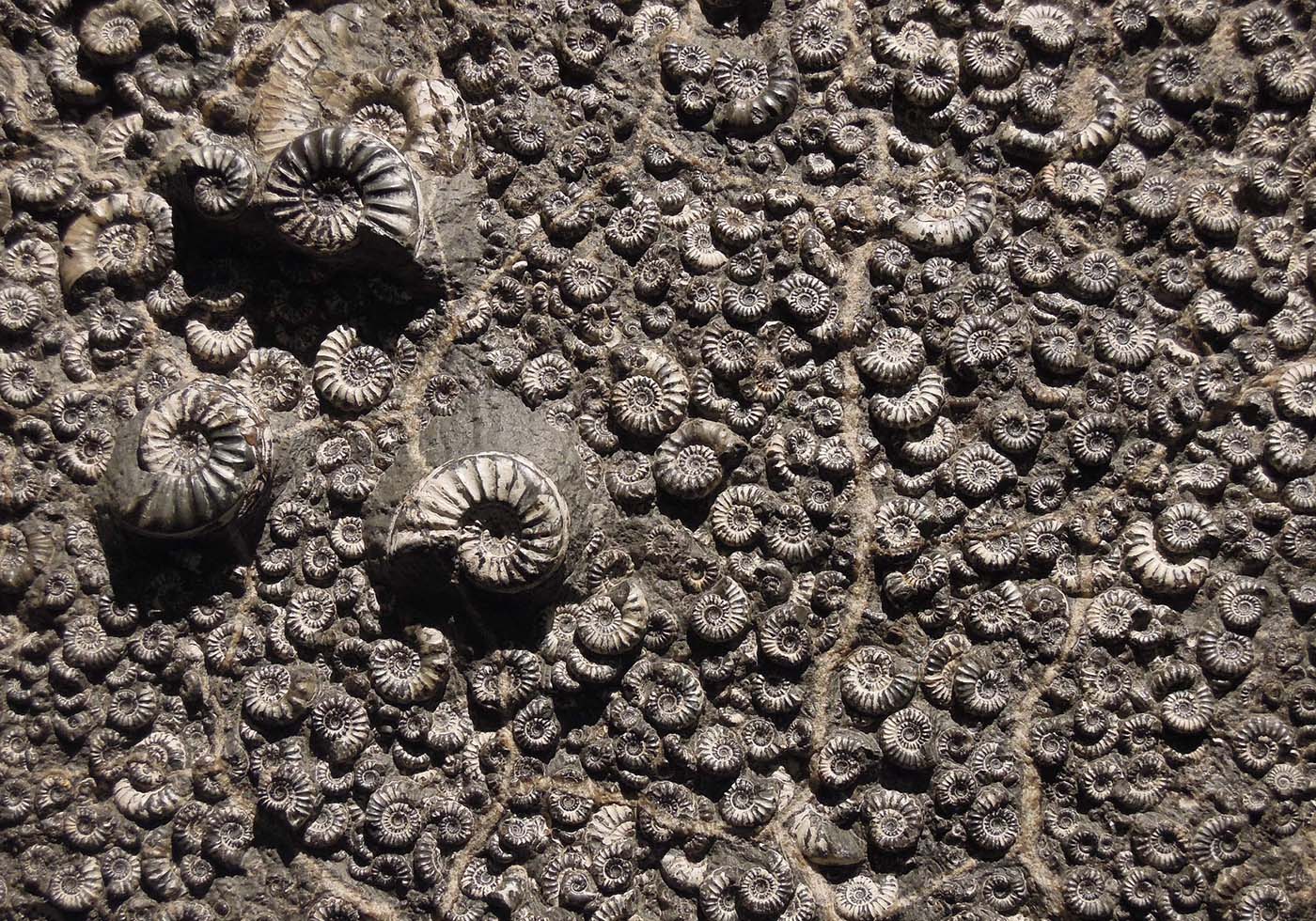 ammonite fossil