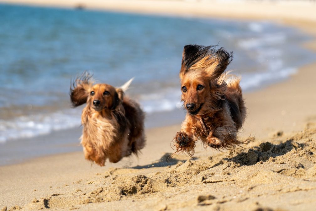 Dogs running along beach
