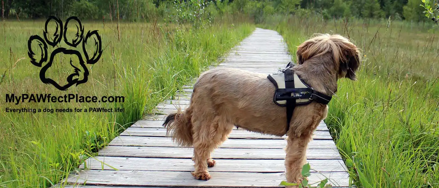 MyPAWfectPlace Britains Dog-Friendly Guide