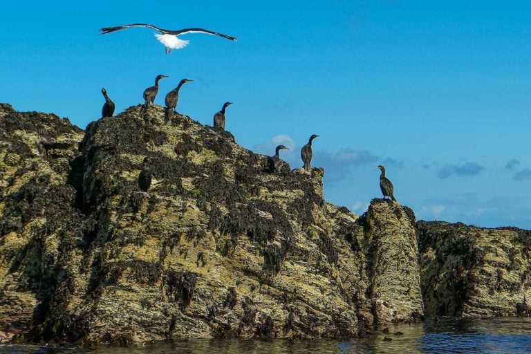 Calf of man boat trip 1010199 768x512