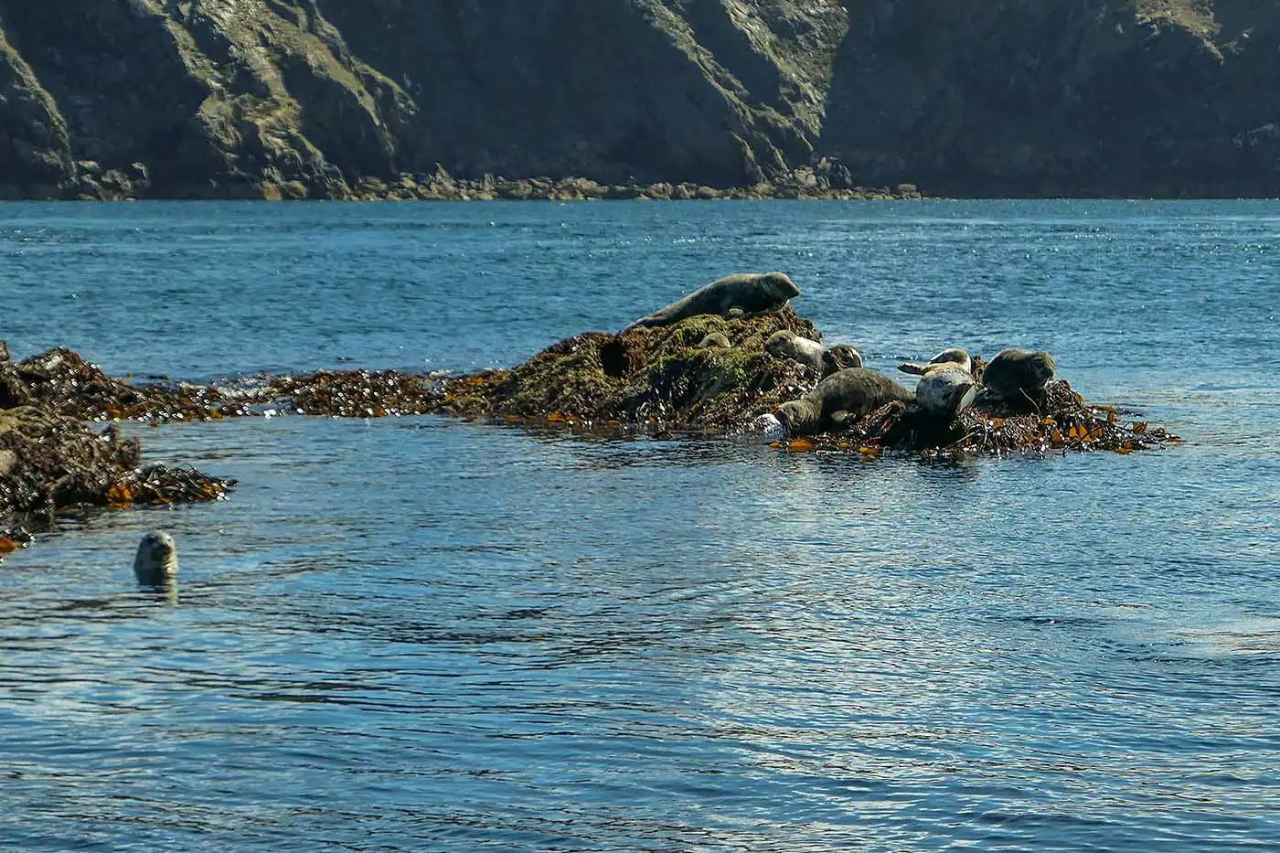 Grey Seals at the Calf of Man