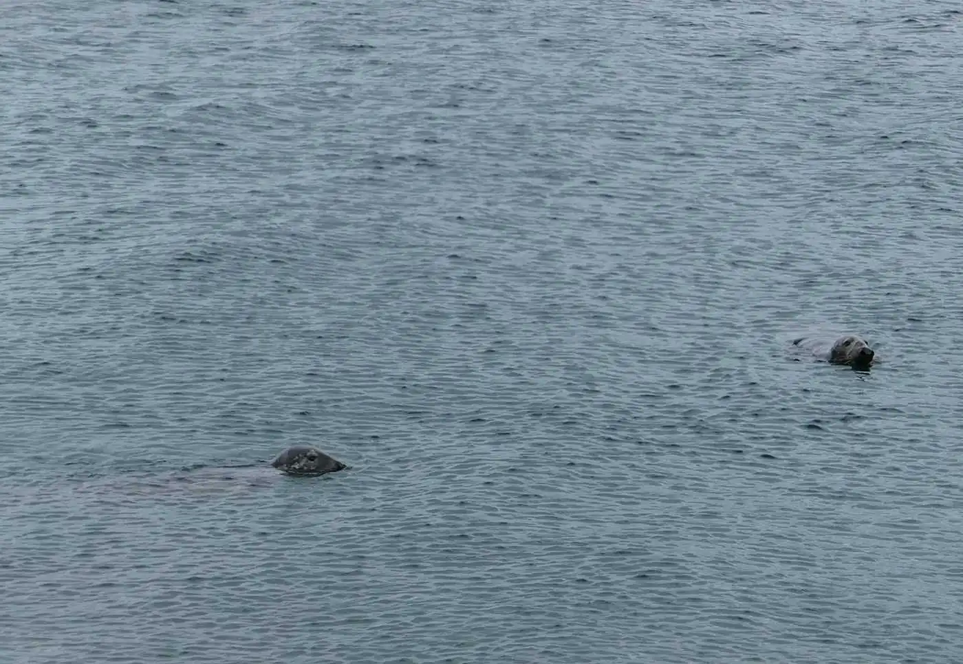 Seals at the Point of Ayre
