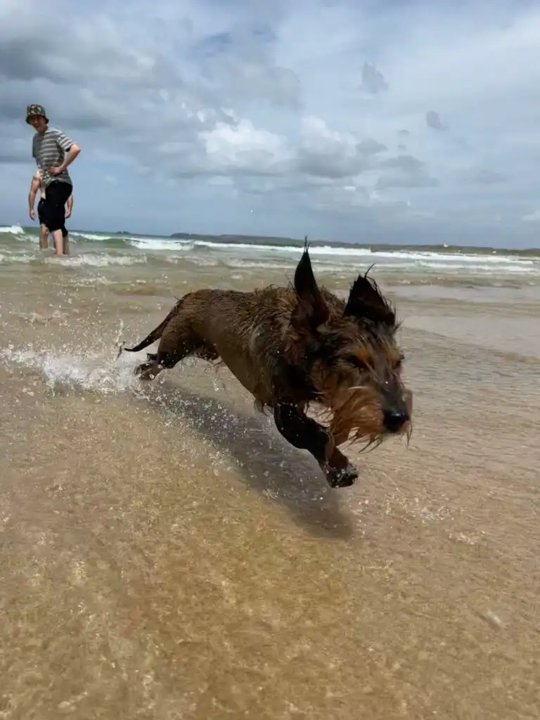 dog friendly beaches