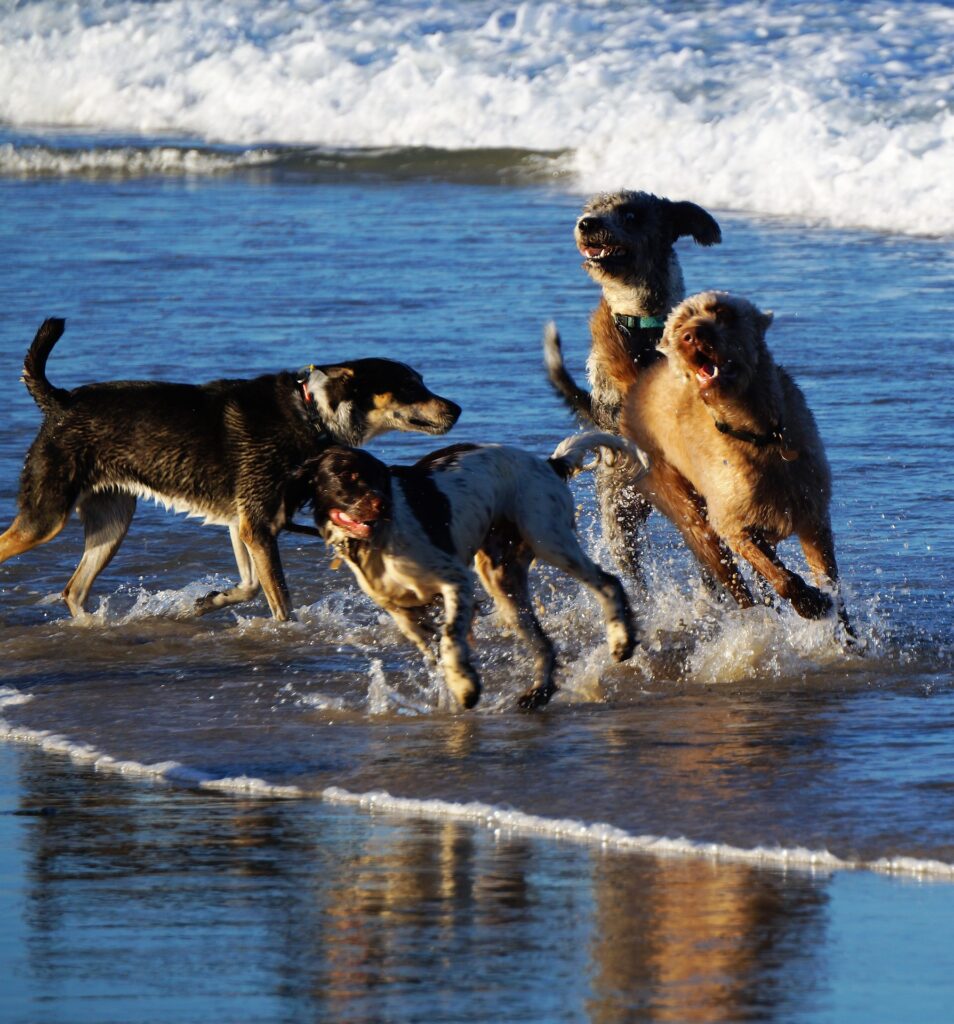 Dog-friendly beaches in the UK