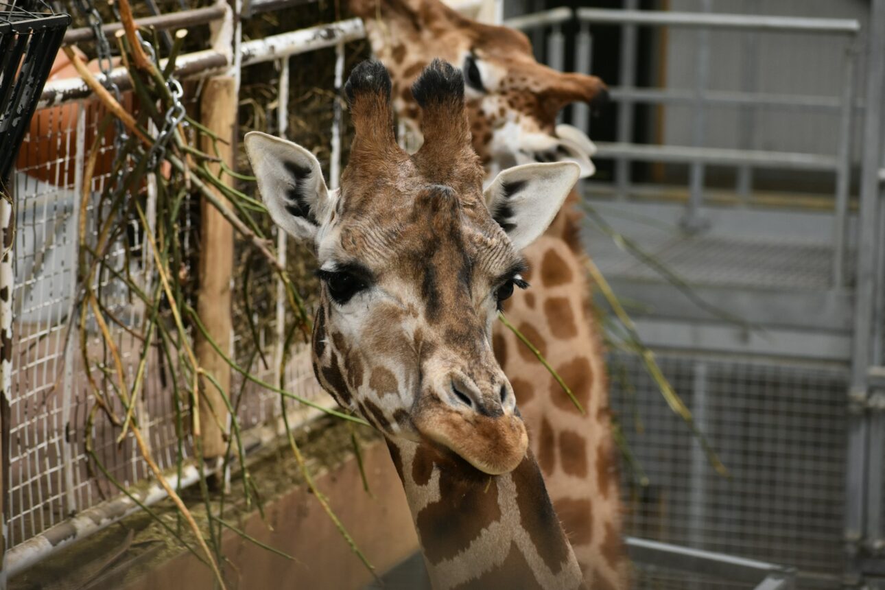 Blackpool Zoo Giraffe