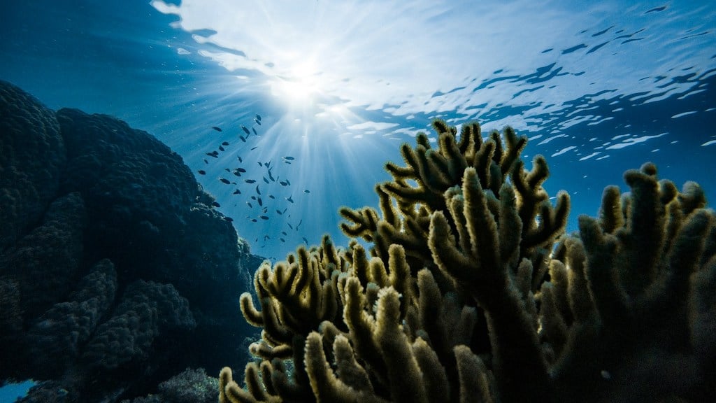 Why are UK coral reefs important?