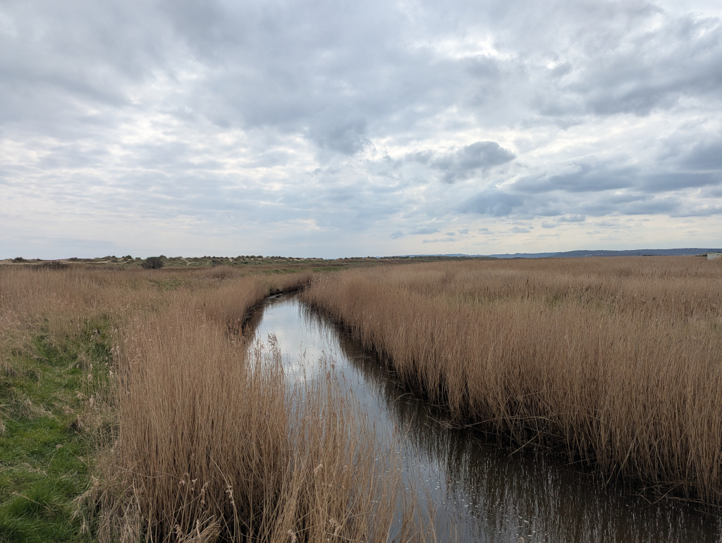 Walberswick Beach Reed Beds