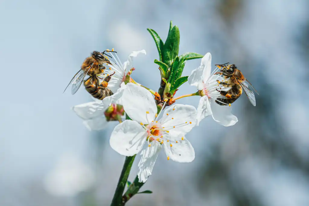 Where to Find Local Honey on the Cornish and Welsh Coast?